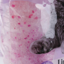 LindoCat Crystal Lavender Scent (Silicagel) - 5L