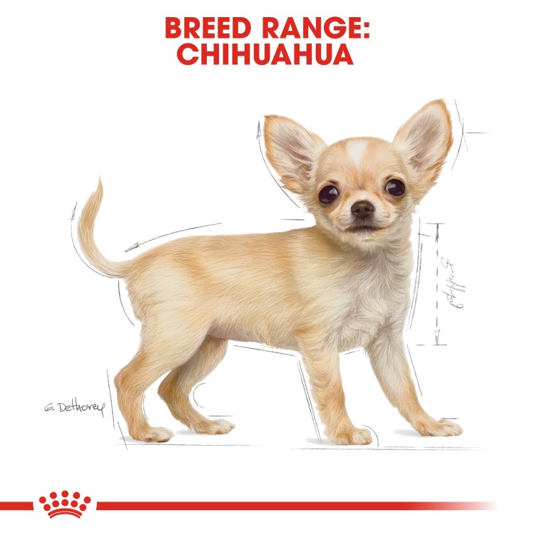 Royal Canin Breed Health Nutrition Chihuahua Puppy - 1.5kg